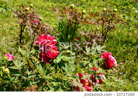 Plant · peony plant Plant · peony plant 10727260