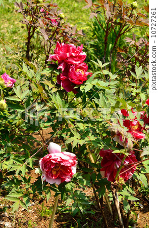 Plant · peony plant Plant · peony plant 10727261