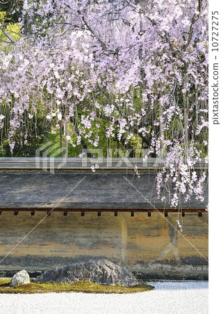 Ryoanji Temple Ishigami Sakura Ryoanji Temple Ishigami Sakura 10727275