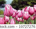  Tulip garden 10727276