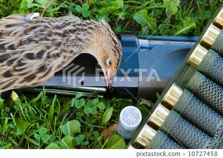 Gun, corn-crake and cartridges. 10727458