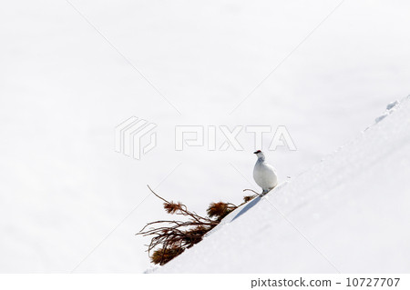 Ptarmigan Ptarmigan 10727707
