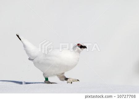 Ptarmigan Ptarmigan 10727708
