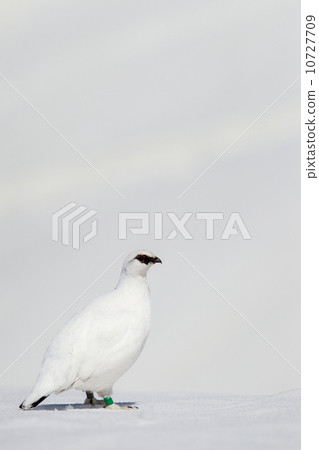 Ptarmigan Ptarmigan 10727709
