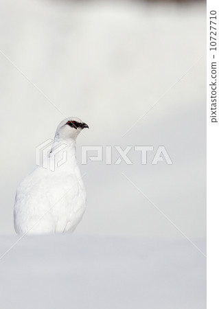 Ptarmigan 10727710