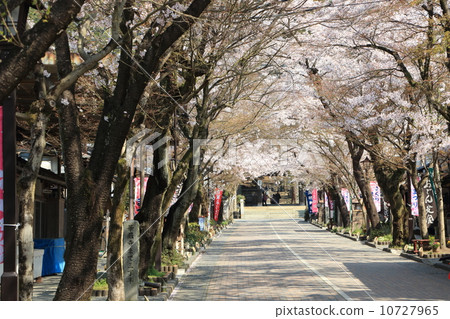 Cherry blossom viewing entrance 10727965