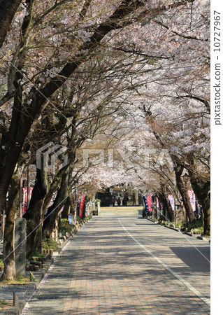Cherry blossom viewing entrance 10727967