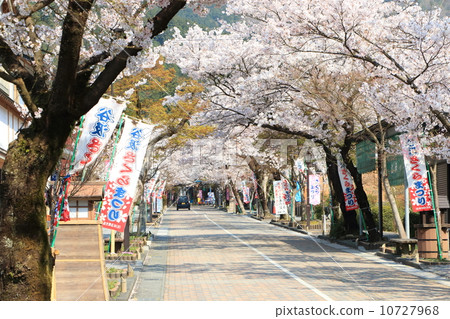 Cherry blossom viewing entrance 10727968