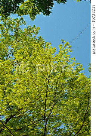 Tree · Irohamomidge Maple family Tree · Irohamomidge Maple family 10728215