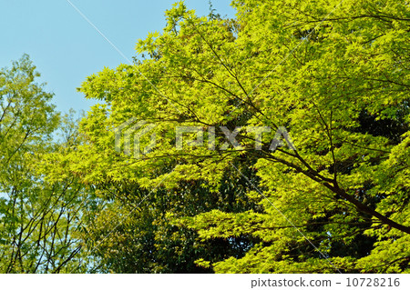 Tree · Irohamomidge Maple family Tree · Irohamomidge Maple family 10728216