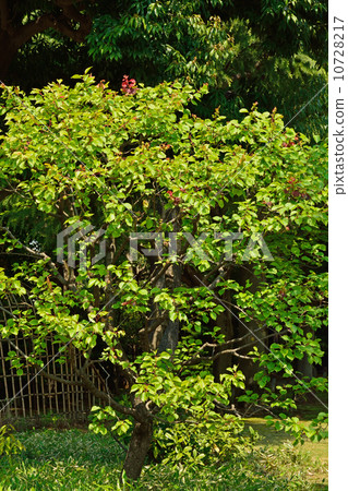 Tree · apricots Tree · apricots 10728217