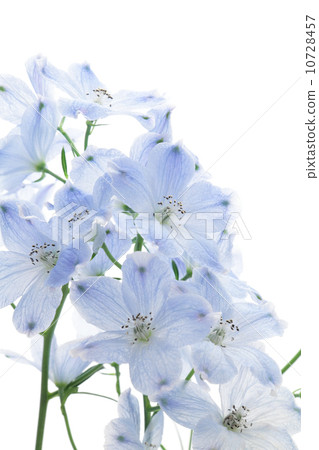Light blue delphinium Light blue delphinium 10728457