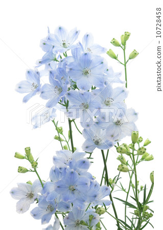 Light blue delphinium Light blue delphinium 10728458