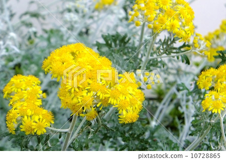 Shirota eagle (sideways) Yellow flower in full bloom Dusty mirror 10728865