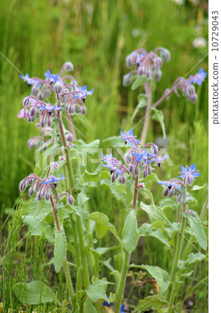 琉璃苣(藥草) 琉璃苣(藥草) 10729043