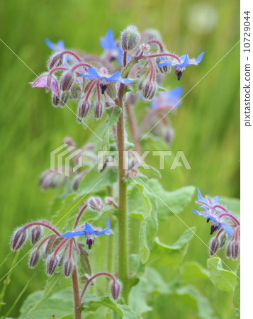 琉璃苣(藥草) 琉璃苣(藥草) 10729044