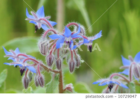 Borage (herb) 10729047
