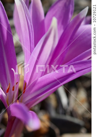 秋水仙 秋水仙 10729121