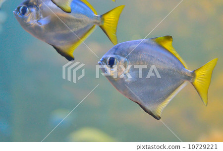 Silver Pomfret 10729221