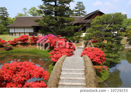 京都勝浦Rikyu的霧島杜鵑花 10729255