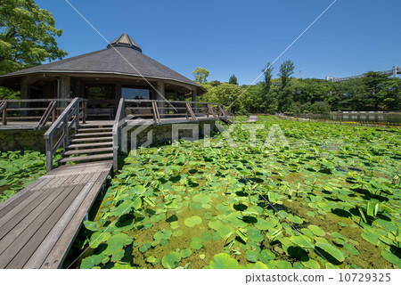 千葉公園 10729325