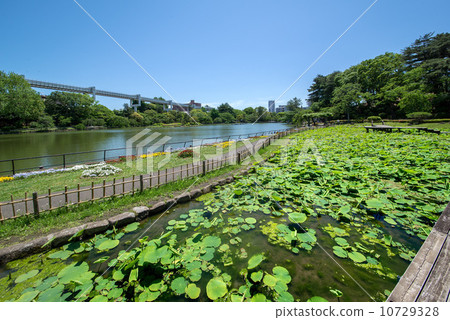 千葉公園 10729328