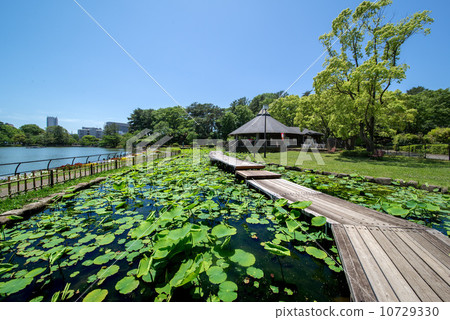 千葉縣千葉市千葉公園 千葉縣千葉市千葉公園 10729330