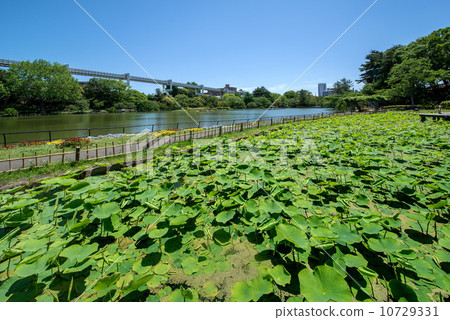 千葉公園 千葉公園 10729331