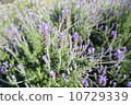  French Lavender 10729339