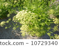 Parsley 10729340