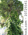wood  10729341