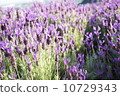 lavender 10729343