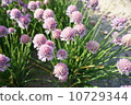 Chives 10729344