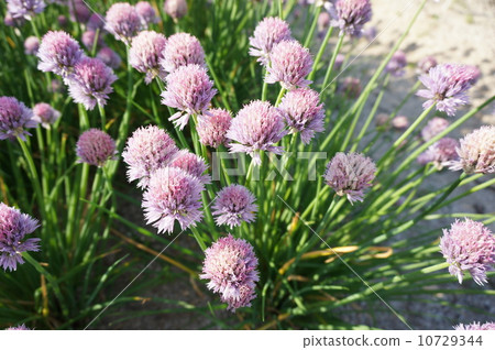 Chives 10729344