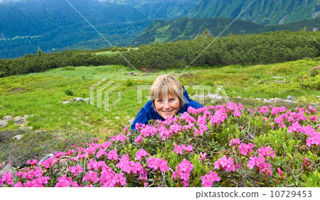 Mountain rhododendron blossoming 10729453