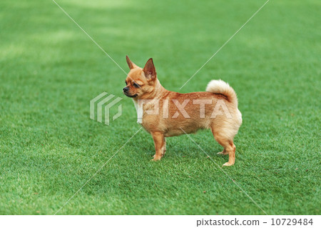 Red chihuahua dog on green grass. 10729484
