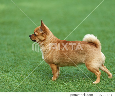 Red chihuahua dog on green grass. 10729485