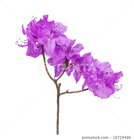Purple rhododendron flowers on branch. 10729486