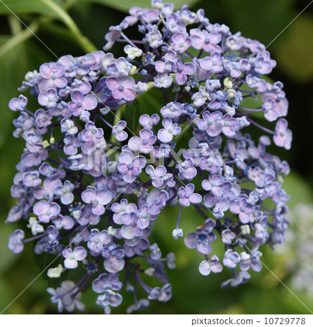 鷹繡球花 鷹繡球花 10729778