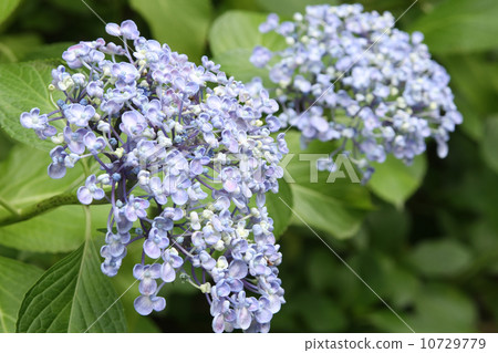 Hawk Hydrangea 10729779