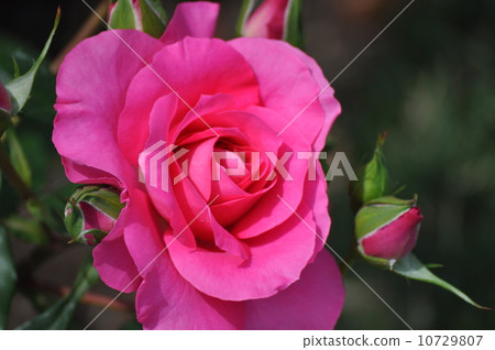 Ullara在一個輪子裡 10729807