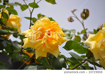 Mrs. PS DuPont in full bloom Mrs. PS DuPont in full bloom 10729808