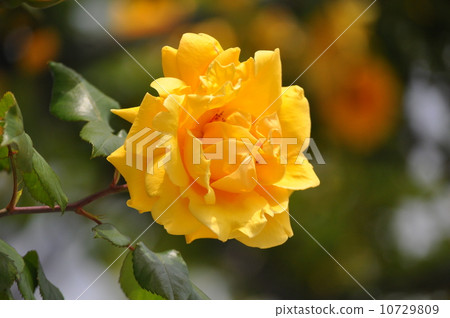 One wheel of vine Mrs PS PS du Pont 10729809