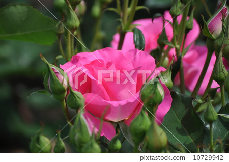 烏拉拉開花 10729942