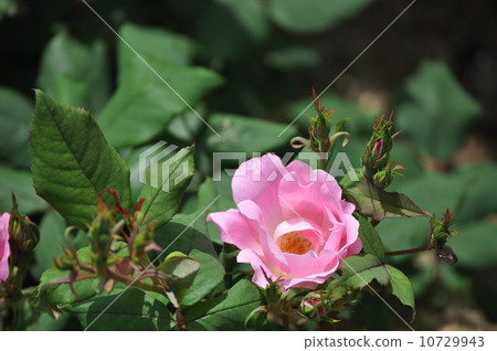 打開淘汰賽打開 10729943