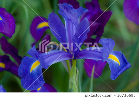 荷蘭鳶尾 10730693