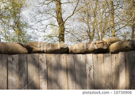 German trench of world war in the forest 10730906