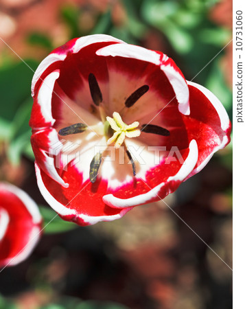 top view of red tulip bloom 10731060