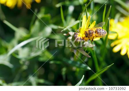 bee sips nectar from yellow dandelion flower 10731092