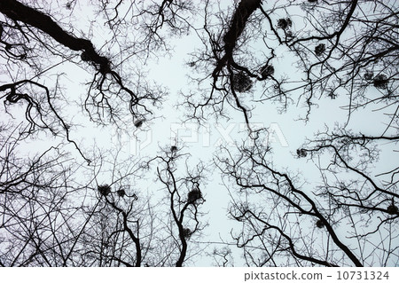 Silhouettes of bare trees with mistletoes 10731324